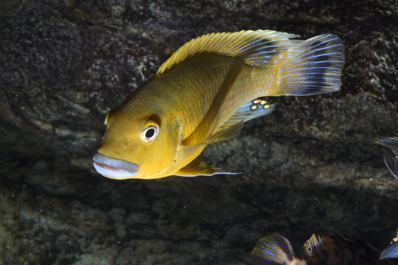Pseudotropheus sp. 'williamsi north' Makonde